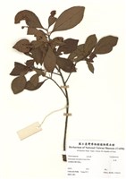 藏品(杜英)的圖片